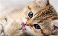 猫咪是男是女怎么分辨