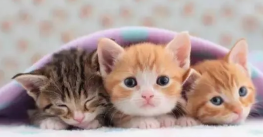 小奶猫的喂养方法和注意事项