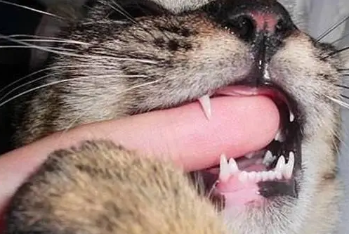 猫咪携带狂犬病毒吗 猫咪携带狂犬病毒吗