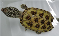墨西哥蛋龟的寿命