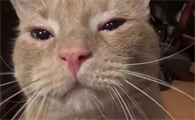 猫咪流泪是什么原因出问题了吗