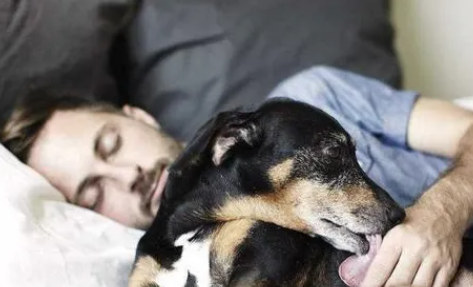 为什么狗狗不会打扰主人睡觉吗？