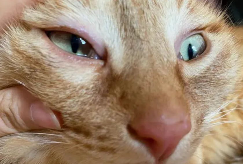 猫咪眼睛发炎会自愈吗