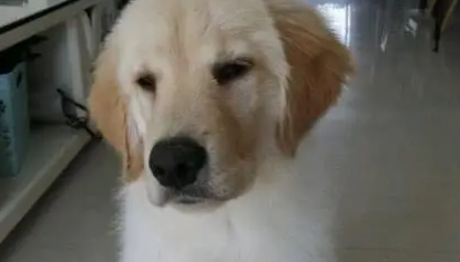 满心欢喜买了只小金毛,养了一个月后,女孩疑惑 满心欢喜买了只小金毛,养了一个月后,女孩疑惑