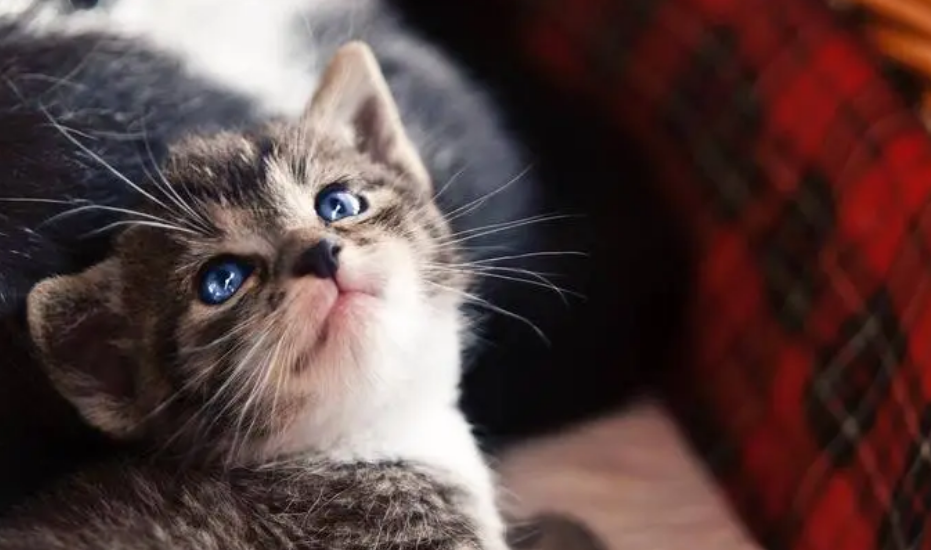 猫咪为什么喜欢歪着头看人 猫咪为什么喜欢歪着头看人