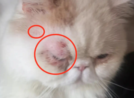 猫破皮了怎么办 猫破皮了怎么办