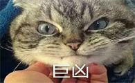 猫咪骂骂咧咧