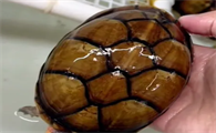 乌龟为何爱“浮水”？揭秘九大原因，养龟新手必备宝典！