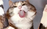 猫咪叫不出声音是什么问题