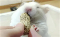 猫能吃花生吗