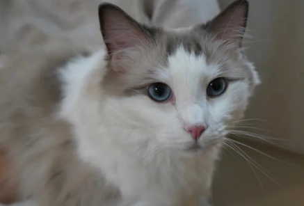 小奶猫吃什么食物比较好 小奶猫吃什么食物比较好
