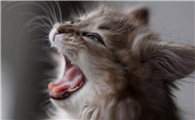 猫咪突然变公鸭嗓