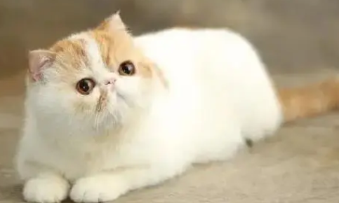 6个月的猫属于幼猫还是成猫 6个月的猫属于幼猫还是成猫