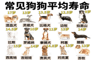 常见犬种平均寿命 | 小型犬要比大型犬更长寿