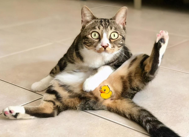 尿爸养新猫了，尿尿有伙伴了，然而网友只关心新猫的名字