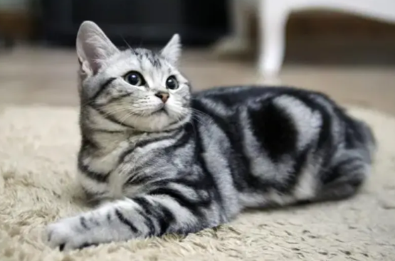 猫界智商最高的五种猫 猫界智商最高的五种猫