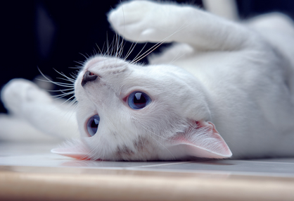 猫突然疯了一样扑人抓人