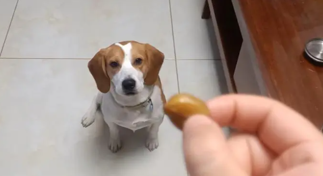 狗狗可以吃蚕豆吗 狗狗可以吃蚕豆吗