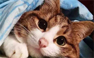 猫咪趴着摇尾巴是什么意思