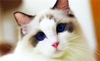 猫咪拉稀绿色的糊状