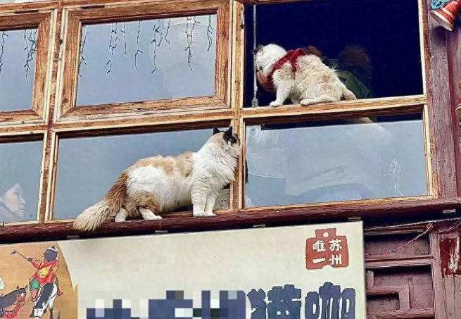 猫咖工作人员将猫放到屋檐，引网友不满