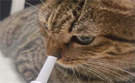 猫咪几个月开始驱虫