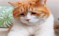 猫咪吐白沫但精神正常
