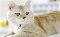 猫咪死后多久会腐烂到长蛆