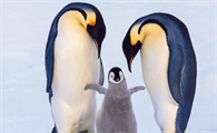 南极特有的两种企鹅是什么