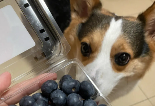 狗狗能不能吃蓝莓 狗狗能不能吃蓝莓