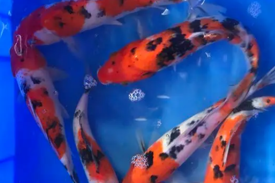 最贵的日本锦鲤鱼价格 最贵的日本锦鲤鱼价格