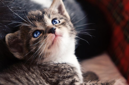 猫能喝纯牛奶吗 猫能喝纯牛奶吗