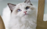 猫咪能吃水煮虾肉吗