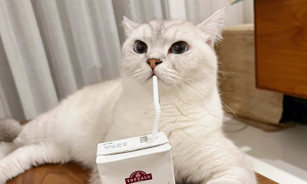 猫能喝椰汁吗