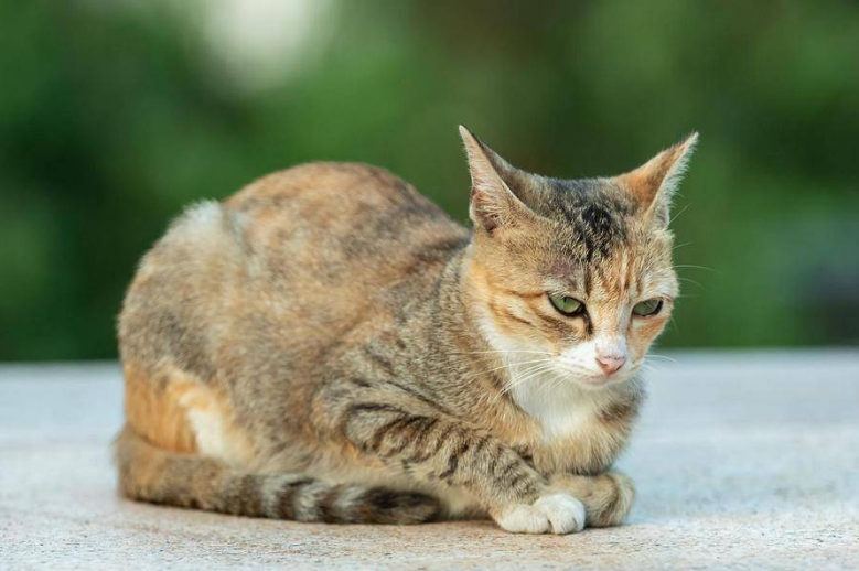猫咪寿命和大龄猫的照顾 猫咪寿命和大龄猫的照顾