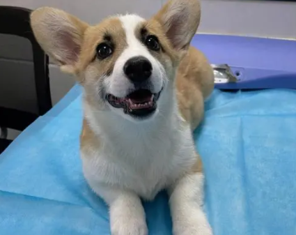 狗狗三针疫苗是哪三针
