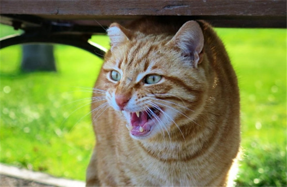 猫咪紧张害怕的表现 猫咪紧张害怕的表现