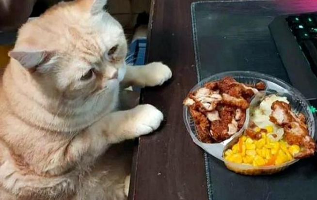 网友边看剧边吃大餐,橘猫为了减肥忍住不吃,一旁狗狗两眼发光 网友边看剧边吃大餐,橘猫为了减肥忍住不吃,一旁狗狗两眼发光