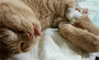 猫咪只有一个蛋蛋绝育花费