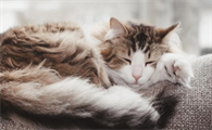 猫趴胸口睡觉还咕噜咕噜的叫