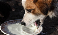 狗狗吃什么补奶水最好最快