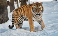 东北虎是世界上最大的虎吗