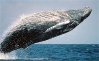 鲸是保护动物吗