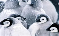 企鹅在北极能生存吗