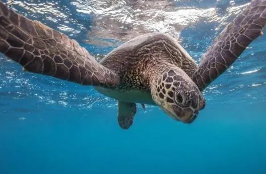 奇异的呼吸法:乌龟是如何用屁股呼吸的?