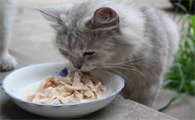 猫咪会对尼古丁上瘾吗