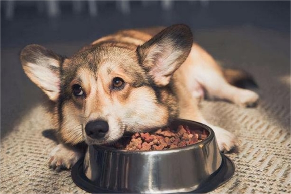 狗狗突然食欲下降但是很活跃