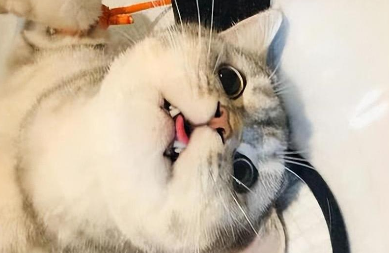 猫咪为什么要割蛋蛋