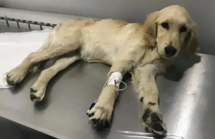 狗狗什么情况下吃土霉素
