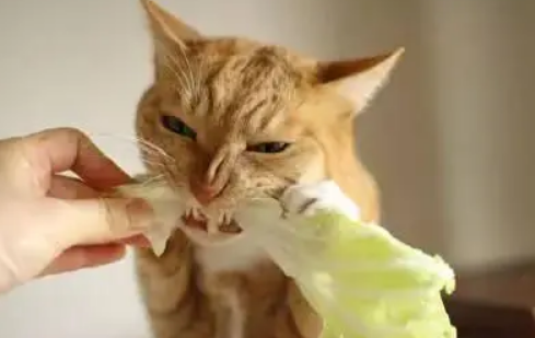 猫咪可以吃什么蔬菜 猫咪可以吃什么蔬菜